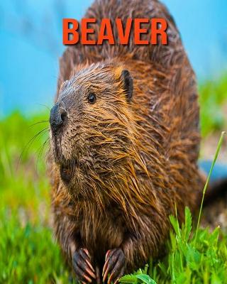 Book cover for Beaver