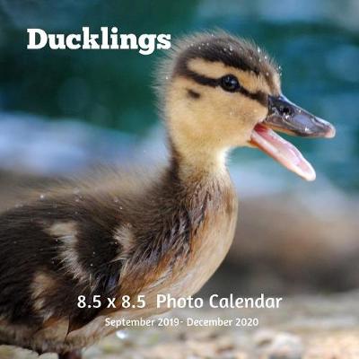 Book cover for Ducklings 8.5 X 8.5 Calendar September 2019 -December 2020