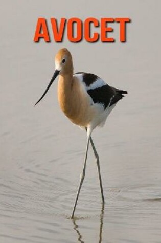 Cover of Avocet