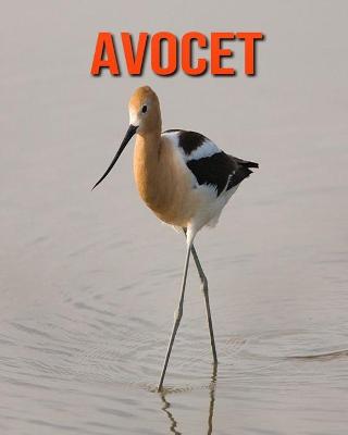 Book cover for Avocet