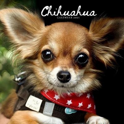 Book cover for Chihuahua Calendar 2021