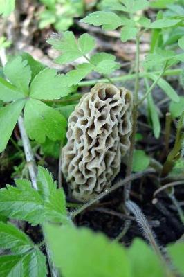 Book cover for Sponge Mushroom (Vaporarius Esculenta Morchella) Morel Journal