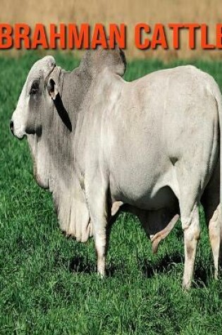 Cover of Brahman Cattle