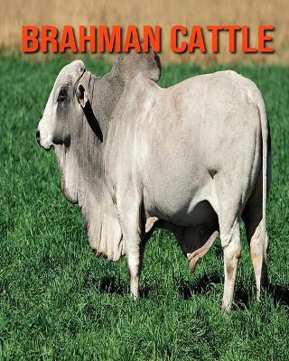 Book cover for Brahman Cattle