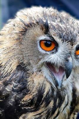 Book cover for Beautiful Orange Eyes of the Eagle Owl, Birds of the World