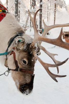 Book cover for Winter Reindeer Portrait Journal