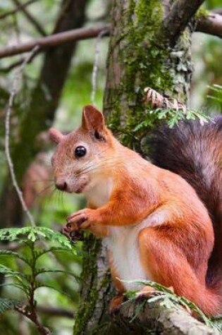 Cover of A Cute Little Red Squirrel High in a Tree