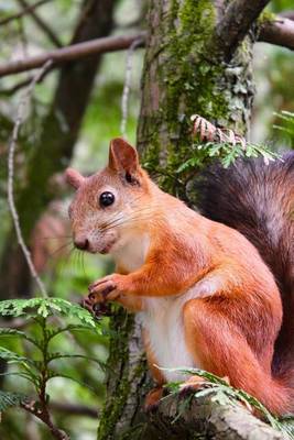 Book cover for A Cute Little Red Squirrel High in a Tree