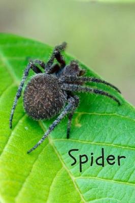 Book cover for Spider
