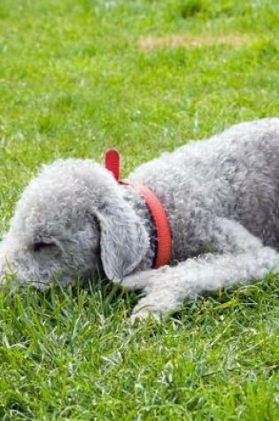 Cover of Bedlington Terrier Napping in the Grass Journal