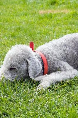 Book cover for Bedlington Terrier Napping in the Grass Journal