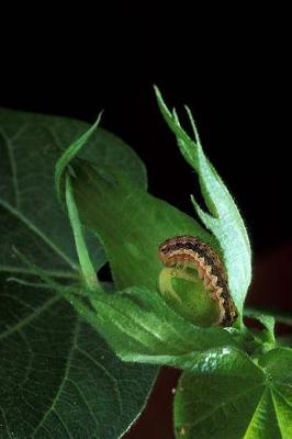 Cover of Insect Journal Cotton Bollworm On Plant Leaf Entomology