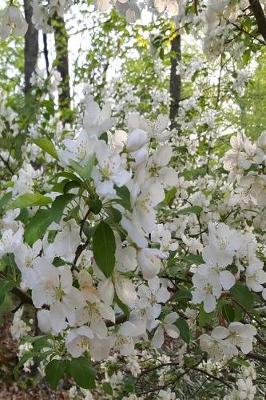 Cover of Springtime 2019 Daily Planner Open White Flowers 384 Pages