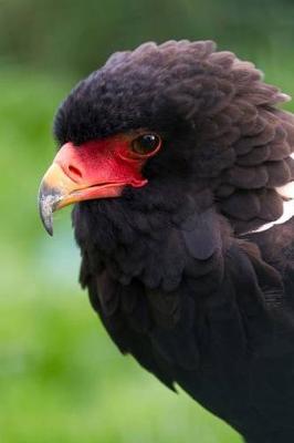 Book cover for Bateleur Eagle Portrait Journal