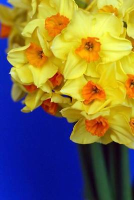 Book cover for Yellow Daffodil Arrangement, for the Love of Flowers