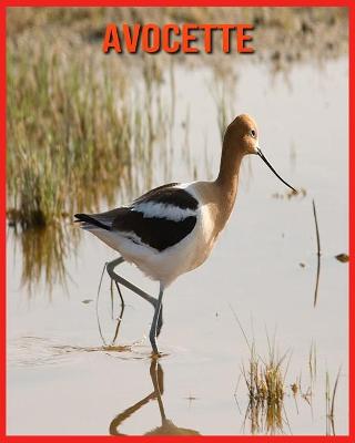 Book cover for Avocette