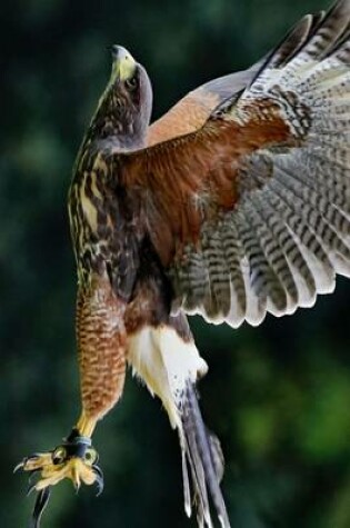 Cover of Yellow Billed Kite Taking Flight in the Field