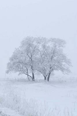 Book cover for Mind Blowing White Tree Journal