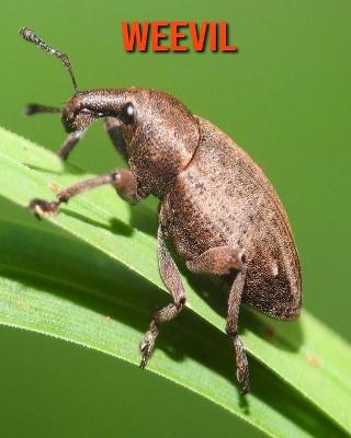 Book cover for Weevil