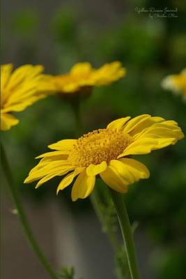 Book cover for Yellow Daisies Journal