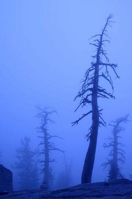 Book cover for Dead Winter Pine Trees in a Heavy Mountain Fog Journal