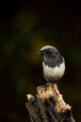 Book cover for Blue-Capped Redstart Bird Journal