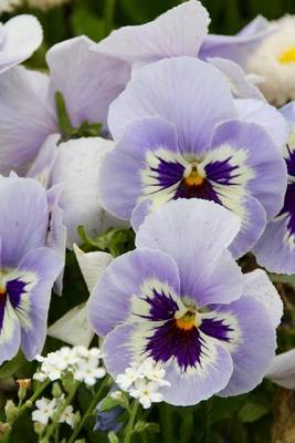 Book cover for Purple and White Pansies Flower Journal