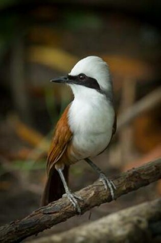Cover of White-Crested Laughingthrush Journal
