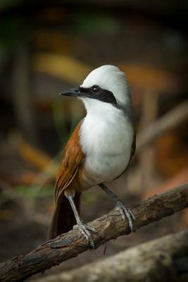 Book cover for White-Crested Laughingthrush Journal