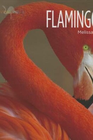 Cover of Flamingos