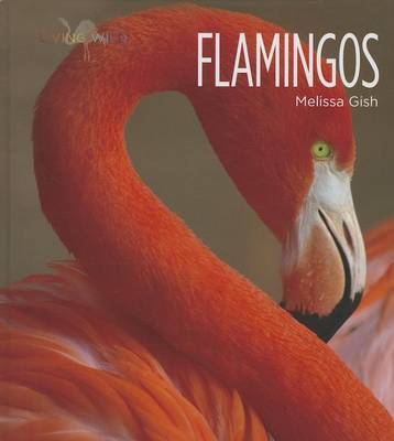 Cover of Flamingos