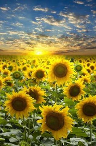 Cover of A Field of Sunflowers at Sunset, for the Love of Nature