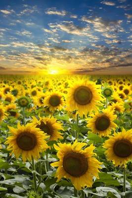 Book cover for A Field of Sunflowers at Sunset, for the Love of Nature