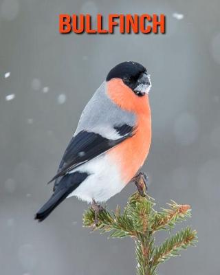 Book cover for Bullfinch