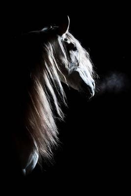 Book cover for White Andalusian Horse on Black Journal