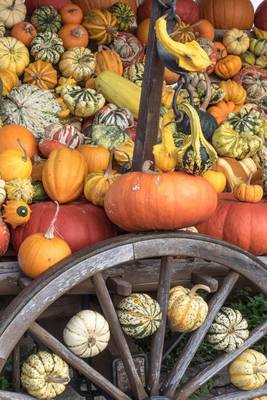 Book cover for Pumpkins and Squash at the Farmer's Market Journal