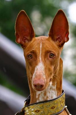 Book cover for The Pharaoh Hound Dog Journal