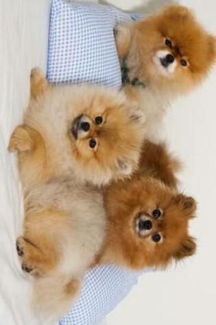 Cover of A Trio of Pomeranian Spitz Puppies