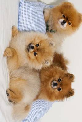 Book cover for A Trio of Pomeranian Spitz Puppies