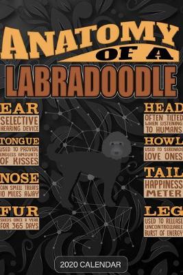 Book cover for Anatomy Of A Labradoodle