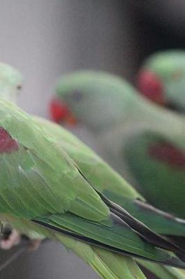 Book cover for Indian Ringneck Parrots Notebook