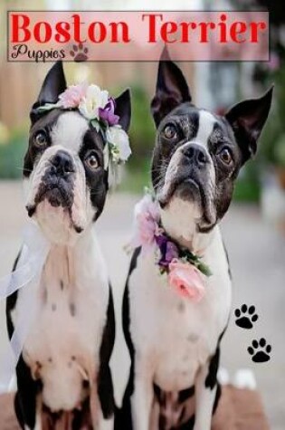 Cover of Boston Terriers