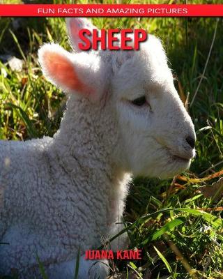 Book cover for Sheep