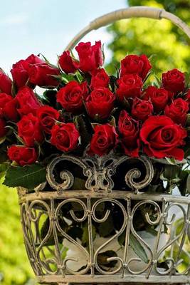 Book cover for Fresh Cut Red Roses in a Steel Basket