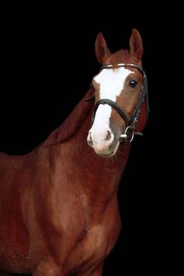 Book cover for Chestnut Stallion Horse Portrait Journal