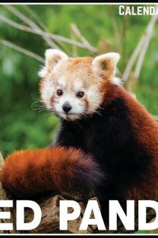 Cover of Red Panda Calendar 2021