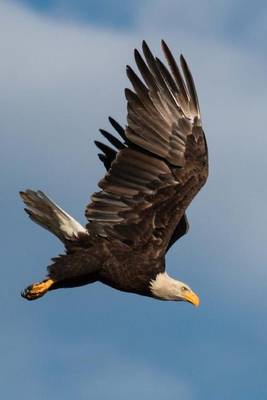 Book cover for Diving Bald Eagle Journal