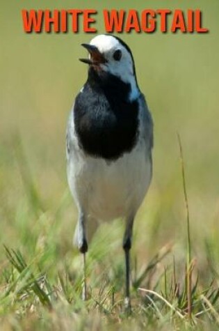 Cover of White Wagtail