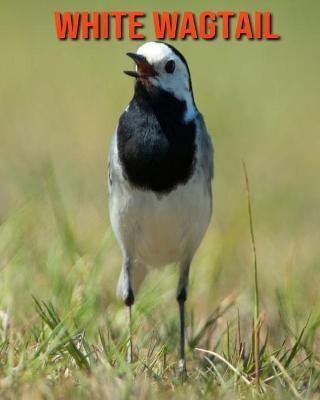 Book cover for White Wagtail