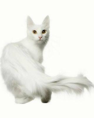 Book cover for Turkish Angora